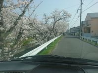 転院・通院時の車窓からのお花見