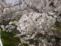 転院・通院時の車窓からのお花見