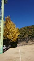 中区奥市グランドの銀杏の紅葉