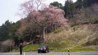 一本桜ドライブ　その２