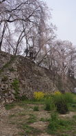 津山　鶴山公園の桜