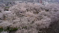 津山　鶴山公園の桜