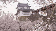 津山　鶴山公園の桜