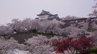 津山　鶴山公園の桜
