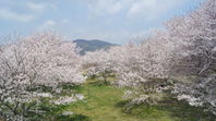 百間川せせらぎ広場の桜