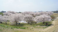 百間川せせらぎ広場の桜