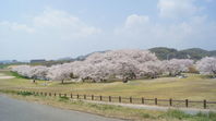 百間川せせらぎ広場の桜