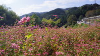 久米郡三咲町の紅蕎麦畑