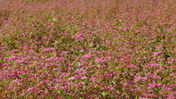 久米郡三咲町の紅蕎麦畑