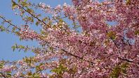 児島湖花回廊　河津桜