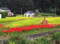 ９月２３日　足守の彼岸花