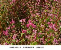 ４月１１日　芳野病院（鏡野町）運行