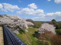 岡山市北区真星　三宝院の桜