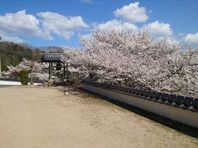 岡山市北区真星　三宝院の桜