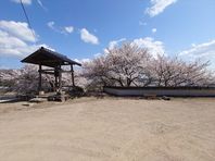 岡山市北区真星　三宝院の桜