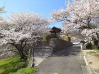 岡山市北区真星　三宝院の桜