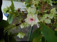 ４月１３日　うこん桜（黄桜）が咲きました