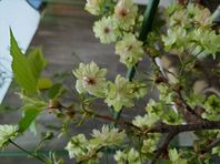 ４月１３日　うこん桜（黄桜）が咲きました