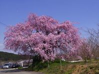 ４月１日　桜紀行　その２