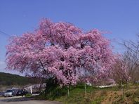 ４月１日　桜紀行　その２