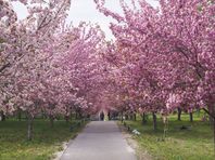 ４月２３日（日）　桜ドライブ