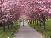 ４月２３日（日）　桜ドライブ