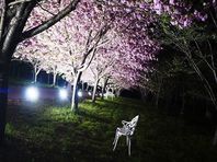 ４月２３日（日）　桜ドライブ