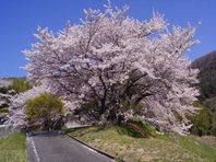 ４月１日　桜紀行　その１