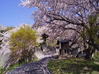 ４月１日　桜紀行　その１