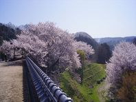 ４月１日　桜紀行　その１