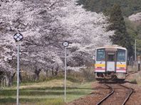 ４月１日　桜紀行その３