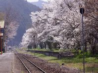 ４月１日　桜紀行その３