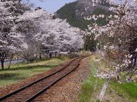 ４月１日　桜紀行その３