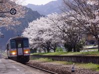 ４月１日　桜紀行その３