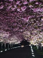 ４月２３　夜桜